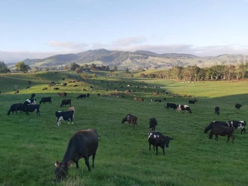 Maungatautari Outlook Cambridge别墅 外观 照片